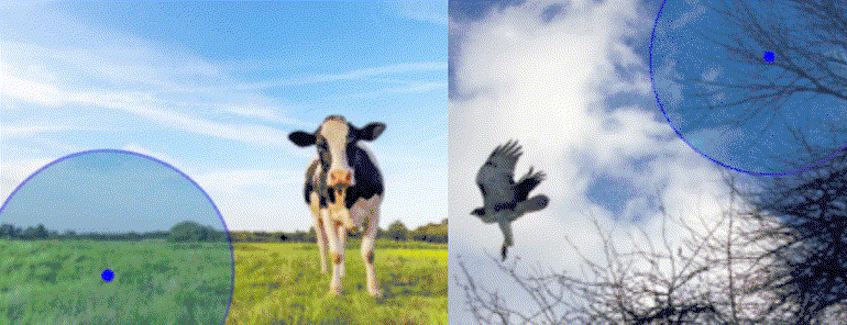 Extremal Contours: Gradient-driven contours for compact visual attribution featured image